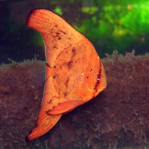 Orbic Batfish