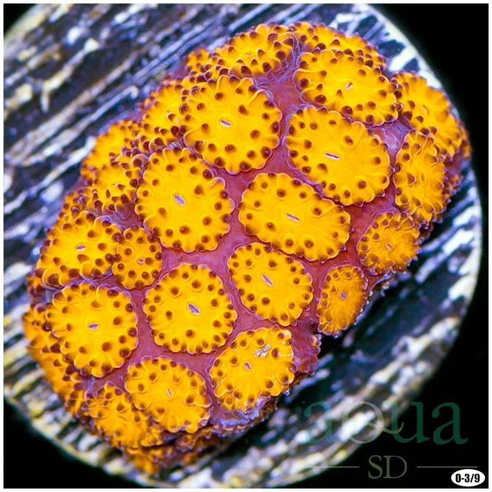 Orenji Eye Leptastrea Multiples Available
