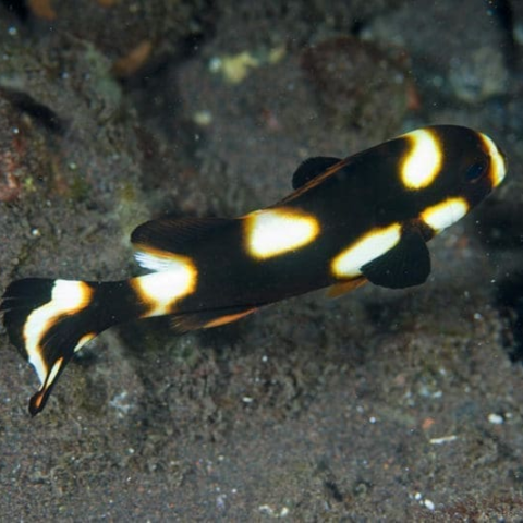 Oriental Sweetlips