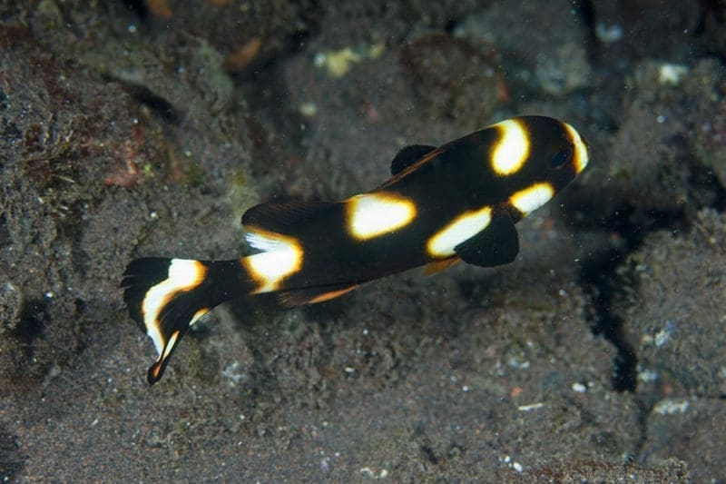 Oriental Sweetlips
