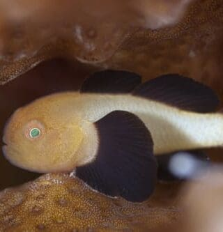 Panda Goby