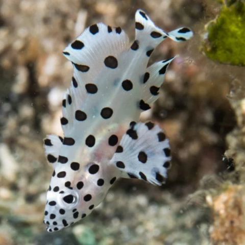 Panther Grouper