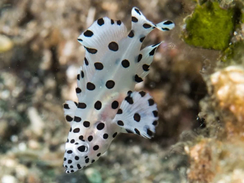Panther Grouper