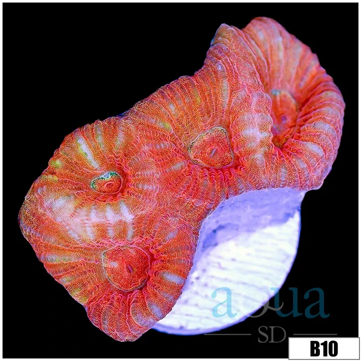 Peach Barabattoia Favia - Image 2