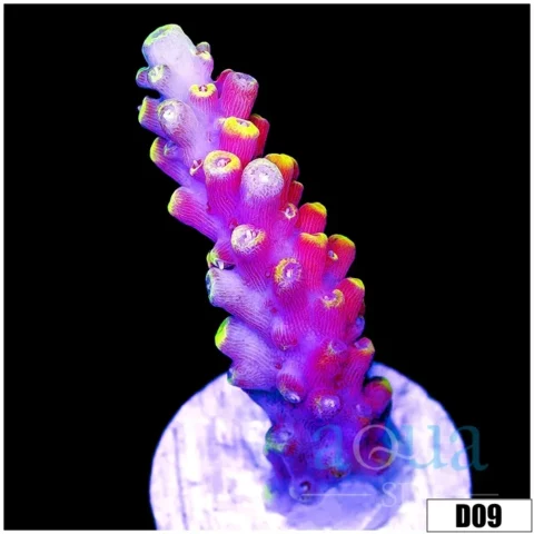 Pikachu Acropora