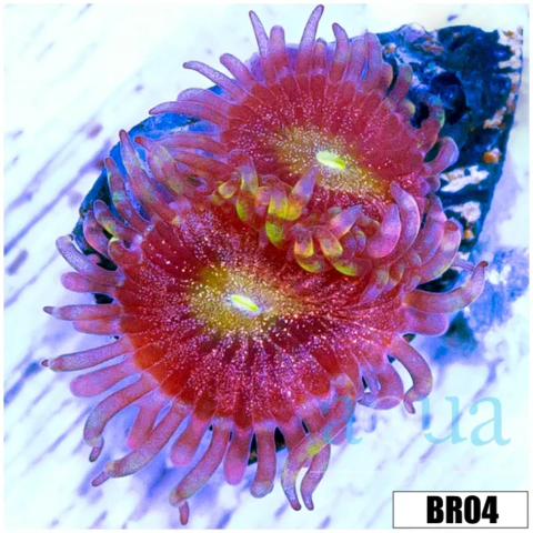 Pink Buttmuncher Zoas