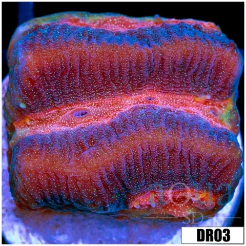 Pink Desire Favia