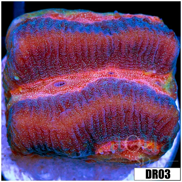 Pink Desire Favia