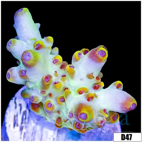 Pink Floyd Acropora