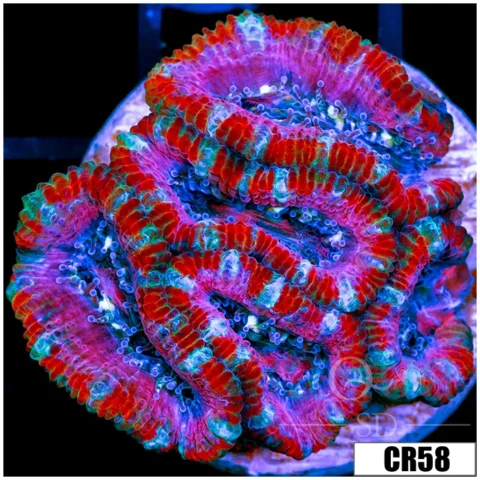 Pink Peppermint Acan Lord