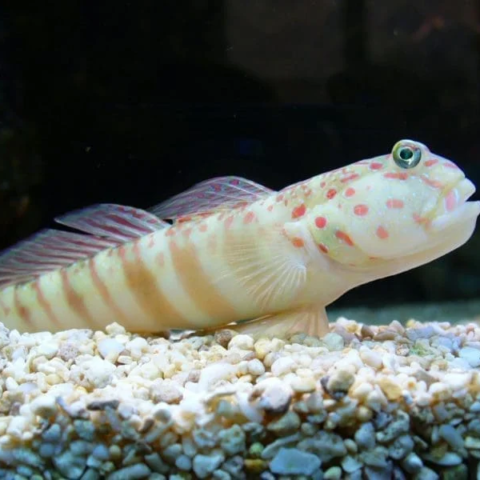Pink Spot Watchman Goby