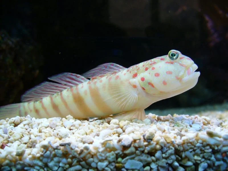 Pink Spot Watchman Goby