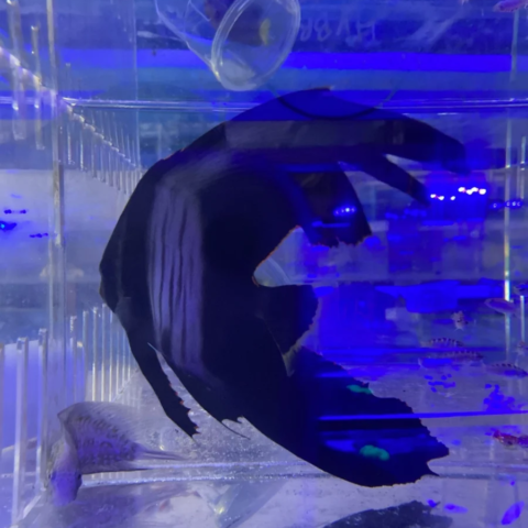 Pinnatus Batfish