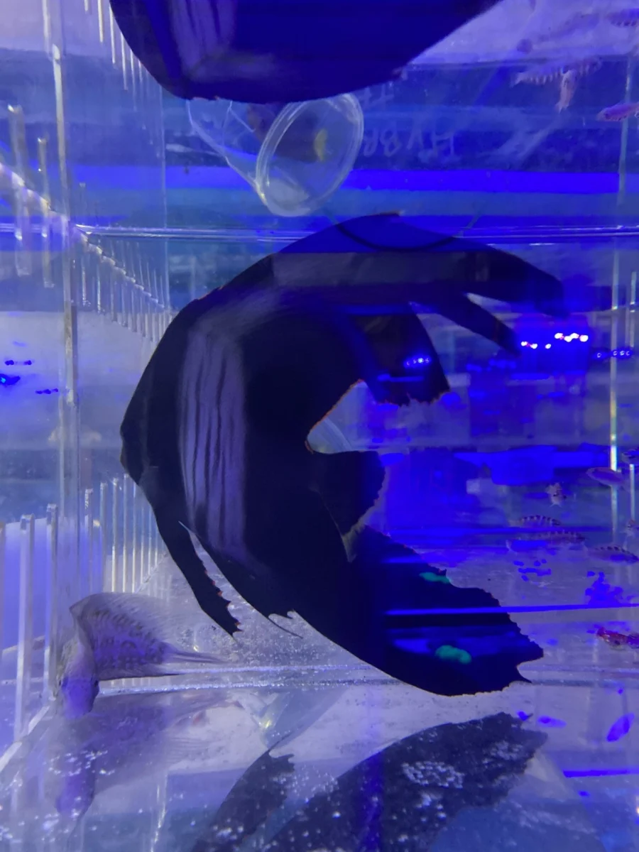 Pinnatus Batfish