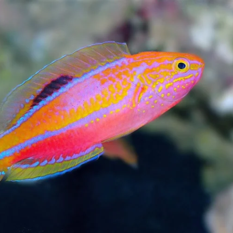 Pintail Wrasse Male