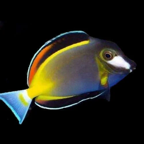 Powder Brown Tang