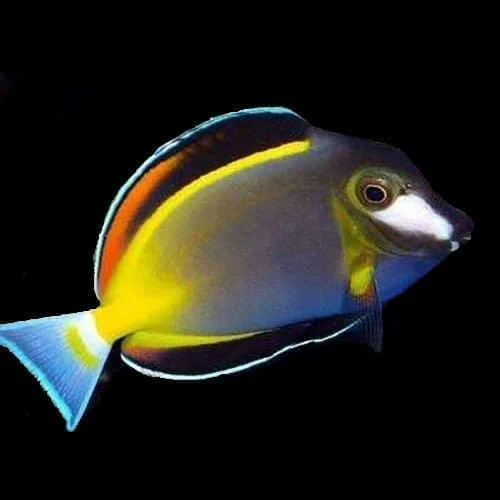 Powder Brown Tang