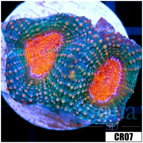Pumpkin Eye Acan Echinata