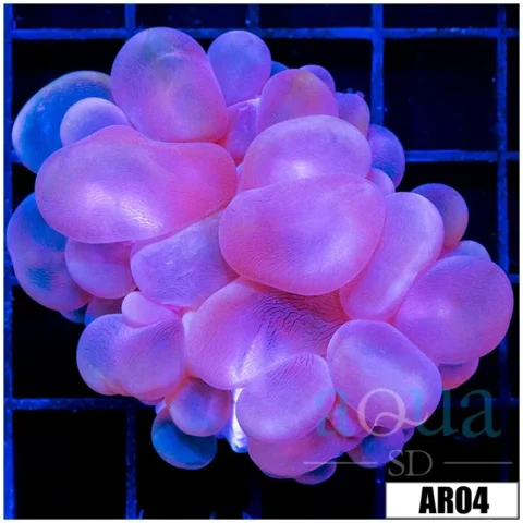 Purple Bubble Coral