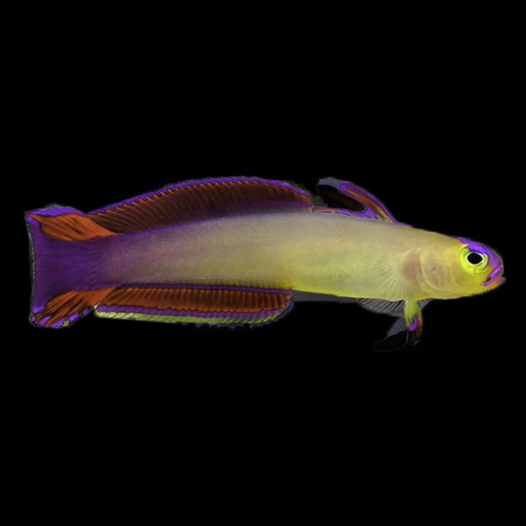 Purple Firefish Goby (Lg)