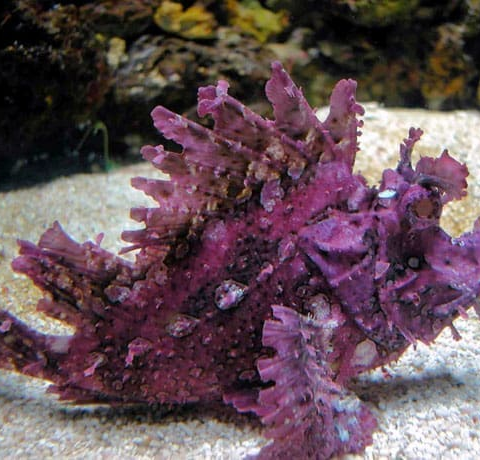 Purple Frondosa Rhinopias