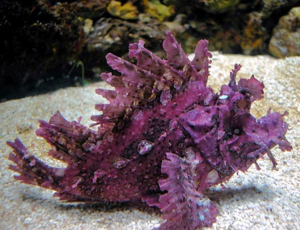 Purple Frondosa Rhinopias