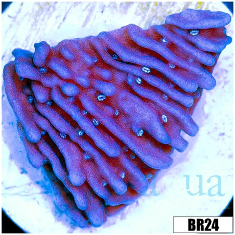 Purple Haze Monti