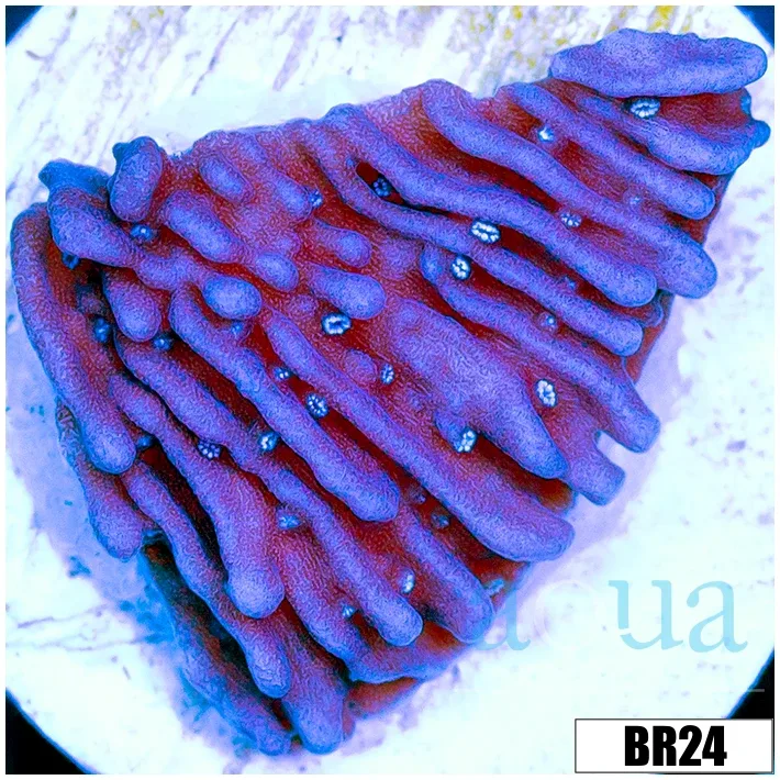 Purple Haze Monti