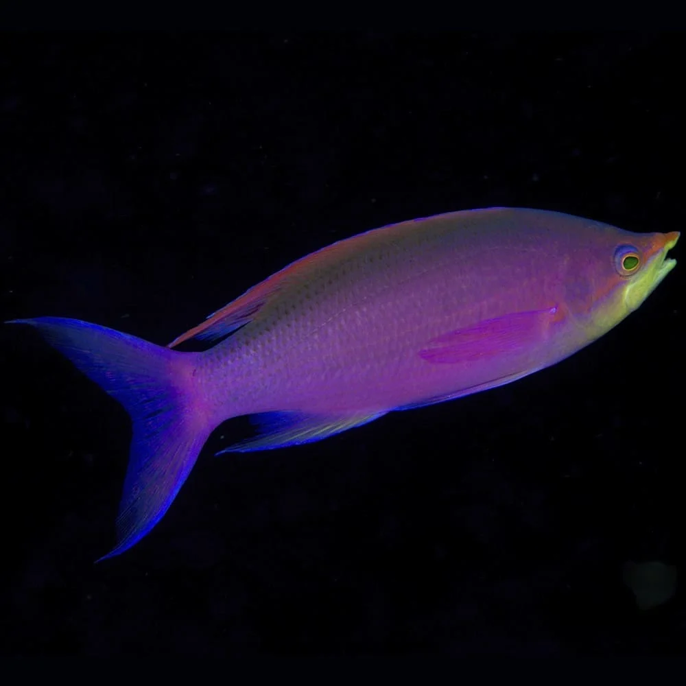Purple Queen Anthias