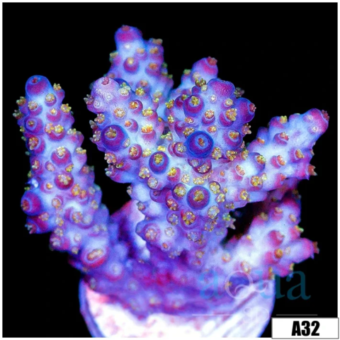 Purple Spark Acropora