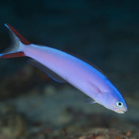 Purple Tilefish