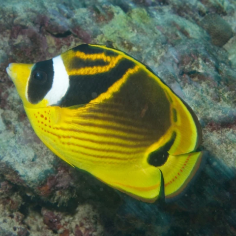 Raccoon Butterfly