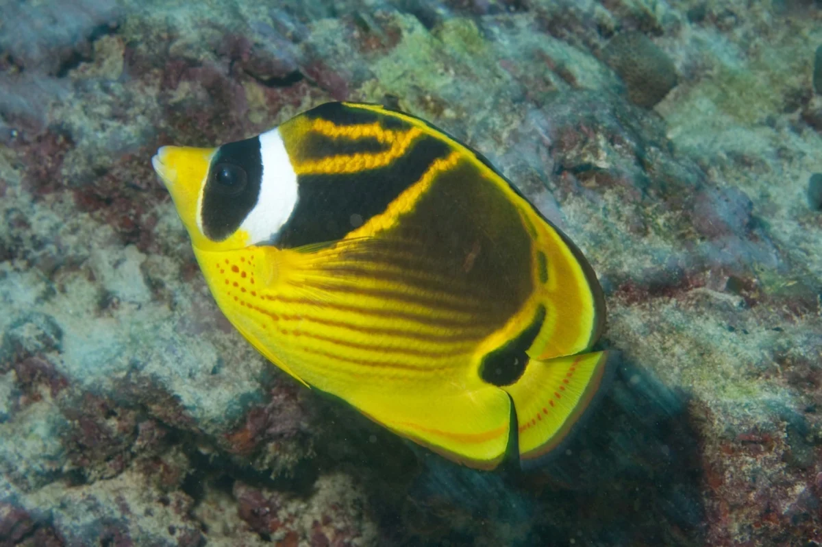 Raccoon Butterfly