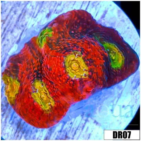 Rainbow Chili Flakes Chalice