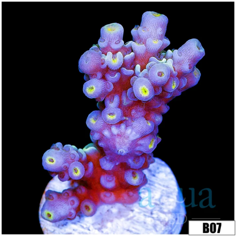 Rainbow Fusion Tenuis Acropora