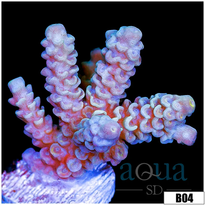 Rainbow Fusion Tenuis Acropora - Image 2
