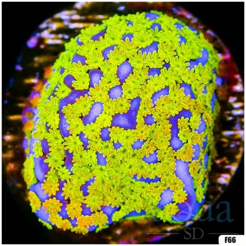 Rainbow Monti Multiples Available