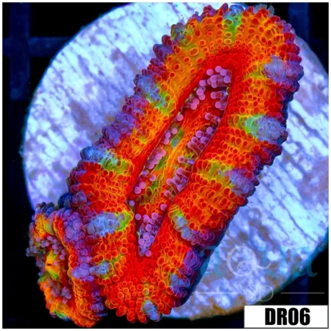 Rainbow Peppermint Acan Lord