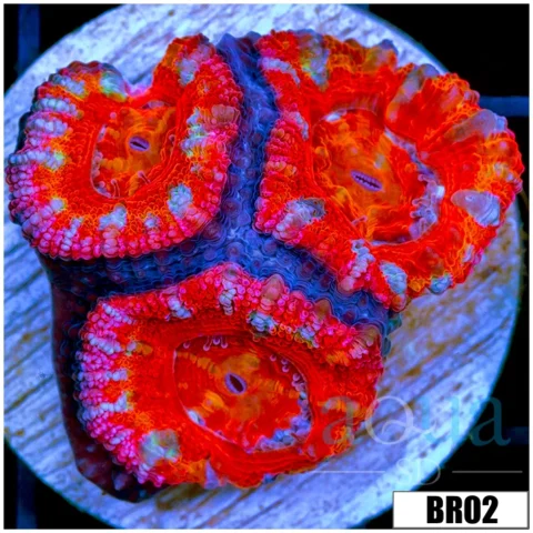 Rainbow Peppermint Acan Lord