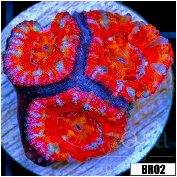 Rainbow Peppermint Acan Lord