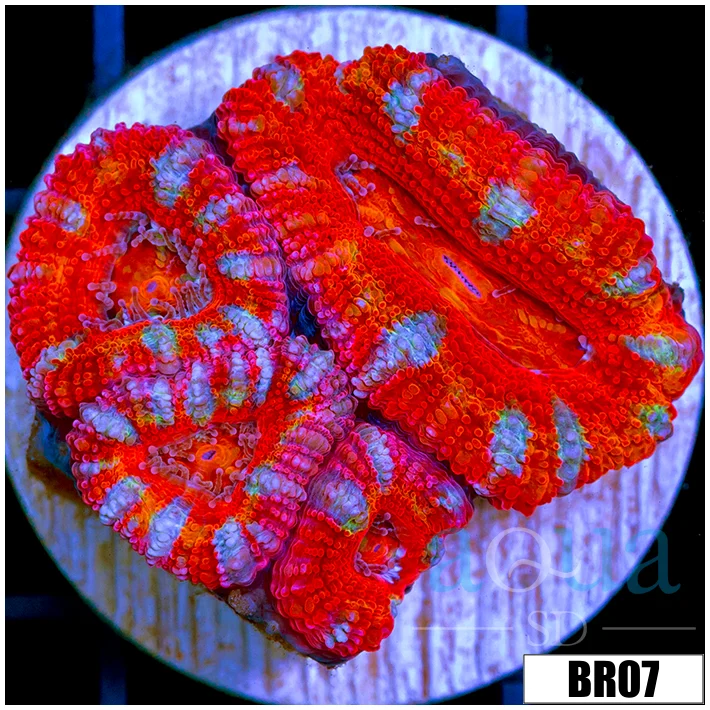 Rainbow Peppermint Acan Lord - Image 2