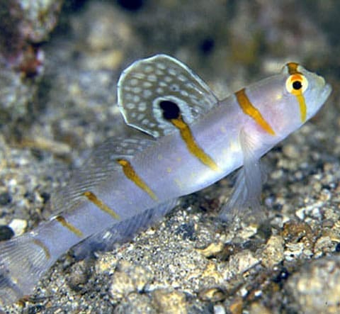 Randall’s Goby