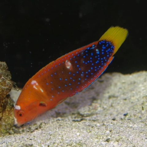 Red Coris Wrasse Adult