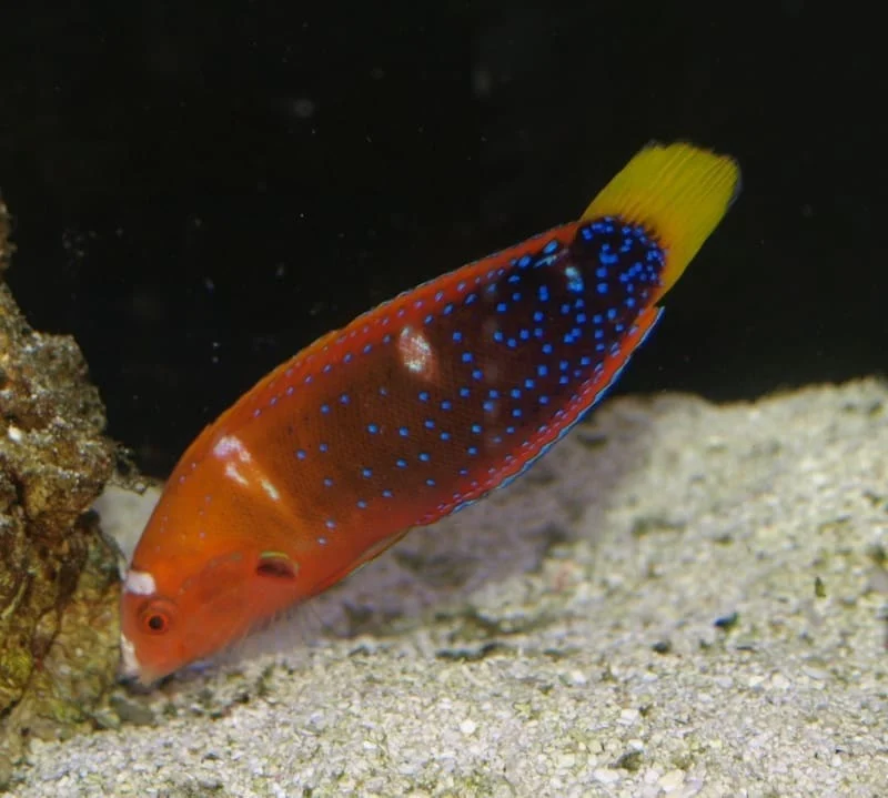 Red Coris Wrasse Adult