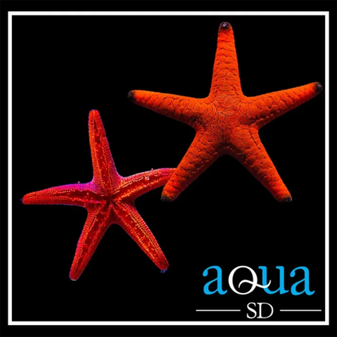 Red (Fromia) Starfish - Fromia sp.