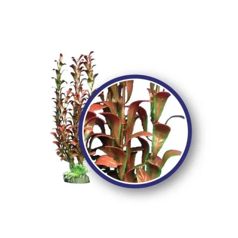 Red Hygrophilia - Weco Plant