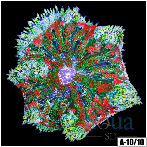 Red Maxi Mini Carpet Anemone