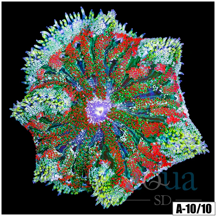 Red Maxi Mini Carpet Anemone