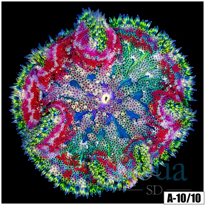 Red Maxi Mini Carpet Anemone - Image 2