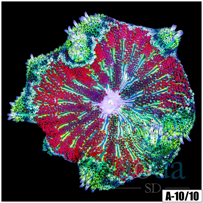 Red Maxi Mini Carpet Anemone - Image 3